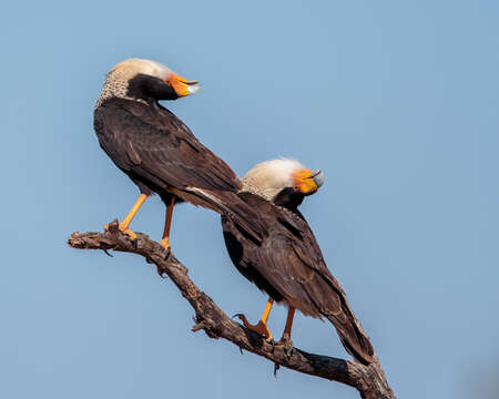 Image of Caracara Merrem 1826