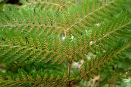 Image of single crepe fern