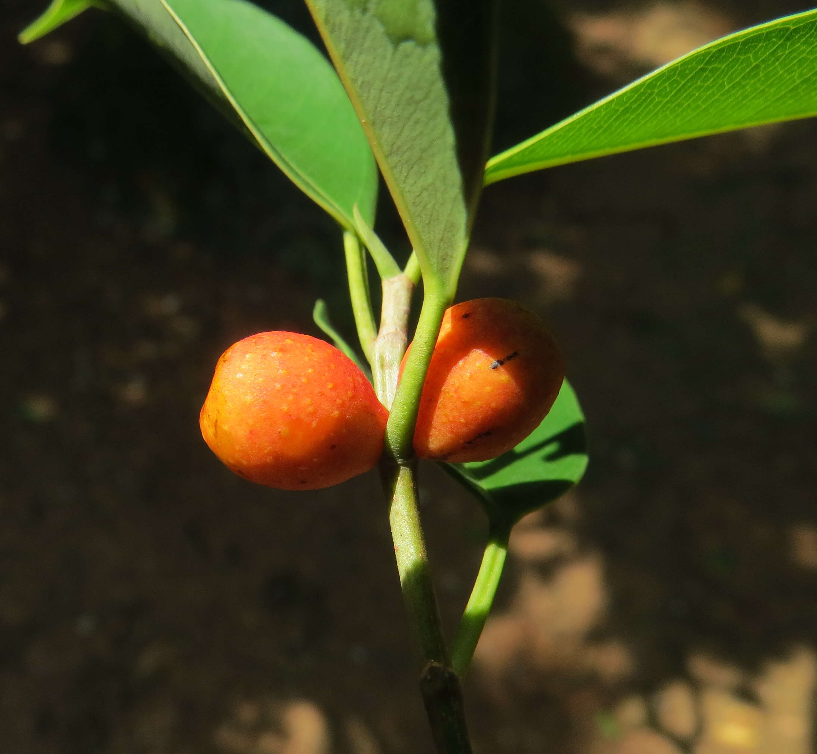 Image de Ficus benjamina L.