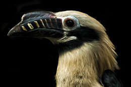 Image of Tarictic Hornbill