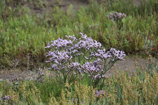 Image of Mediterranean sea lavender