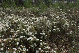 Imagem de Rhododendron tomentosum (Stokes) Harmaja