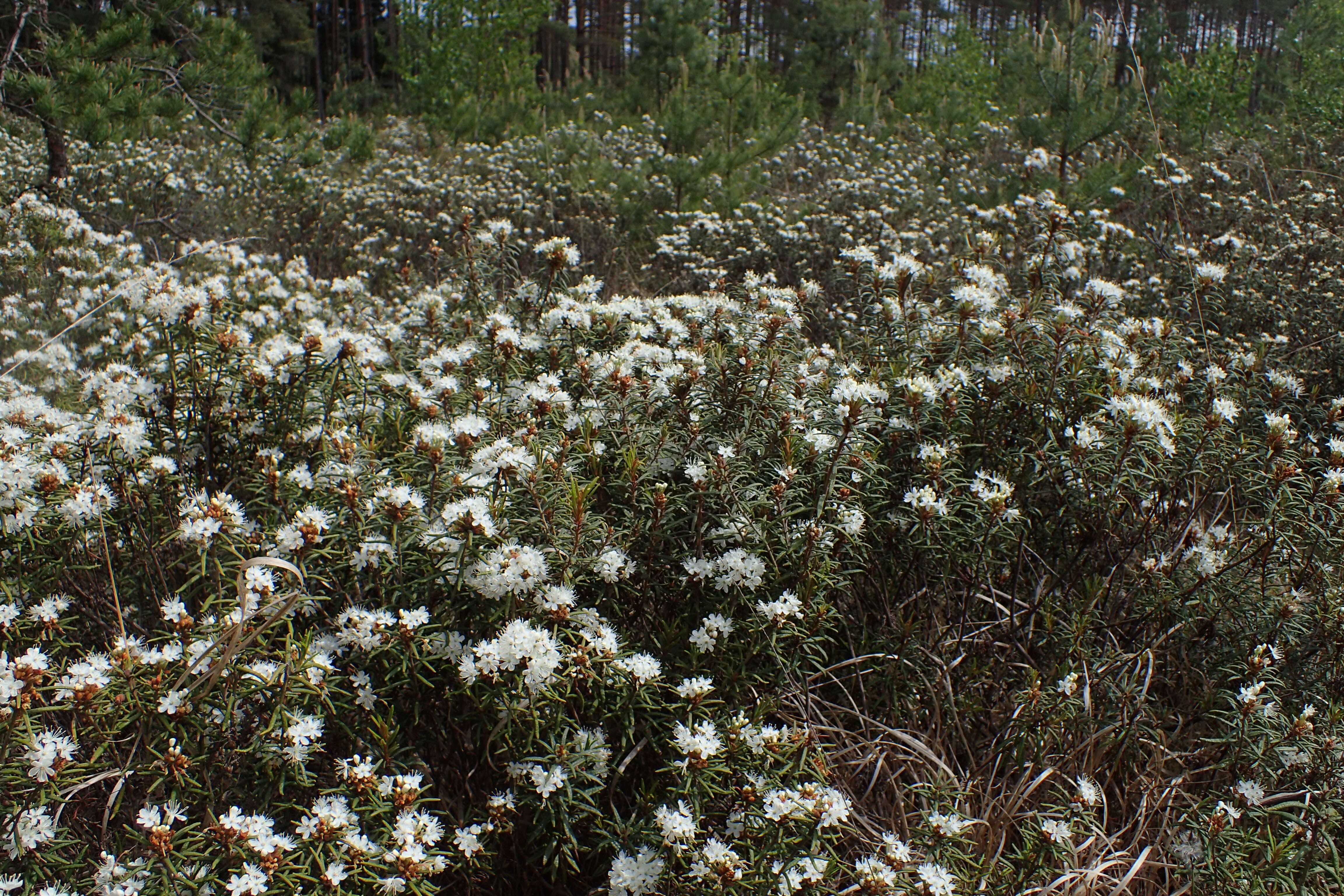 Imagem de Rhododendron tomentosum (Stokes) Harmaja