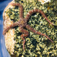 Image of Daisy brittle star