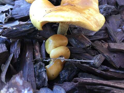 Image of Gymnopilus sapineus (Fr.) Murrill 1912