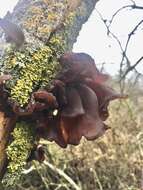 Image of ear fungus