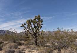 Слика од Yucca brevifolia Engelm.