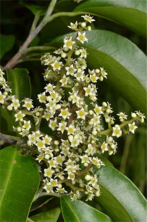 Image of Geijera salicifolia Schott