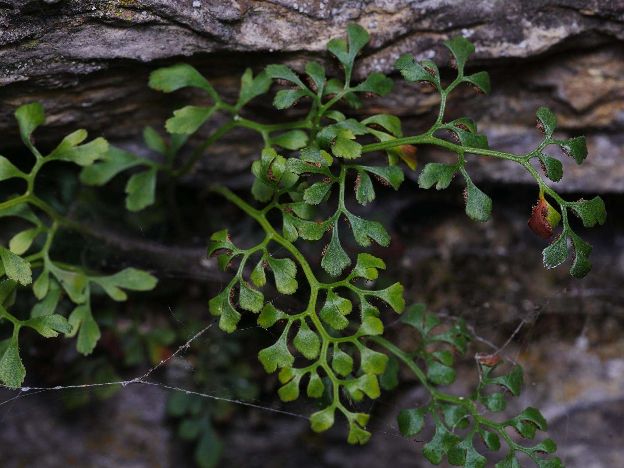 Image of Wall-rue