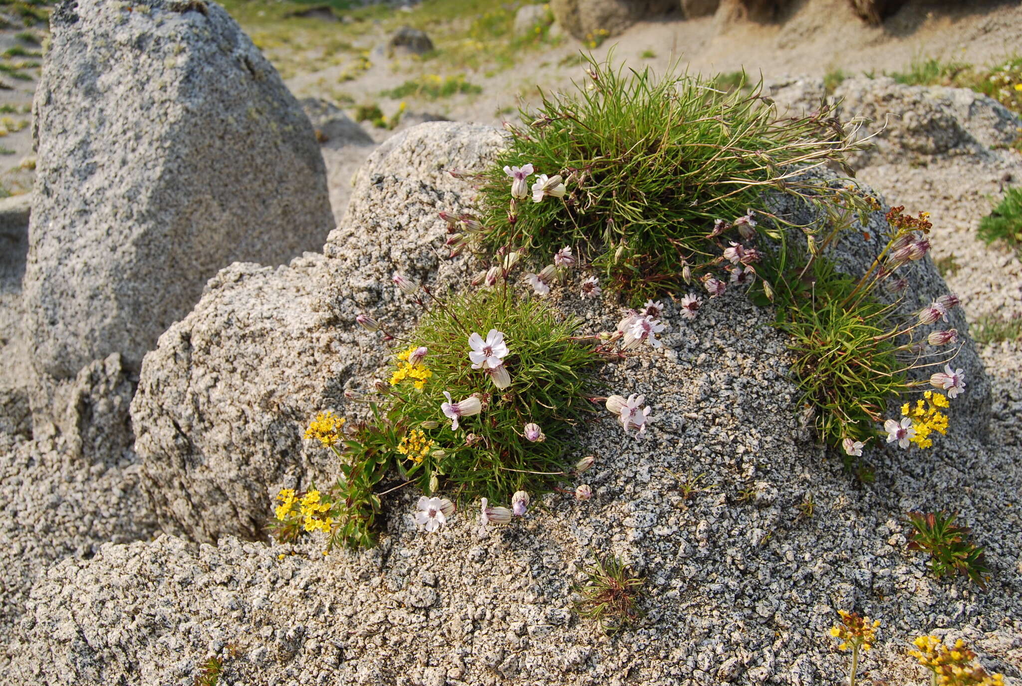 Image of narrow-leafed campion