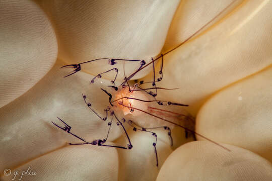 Image of Bubble coral shrimp