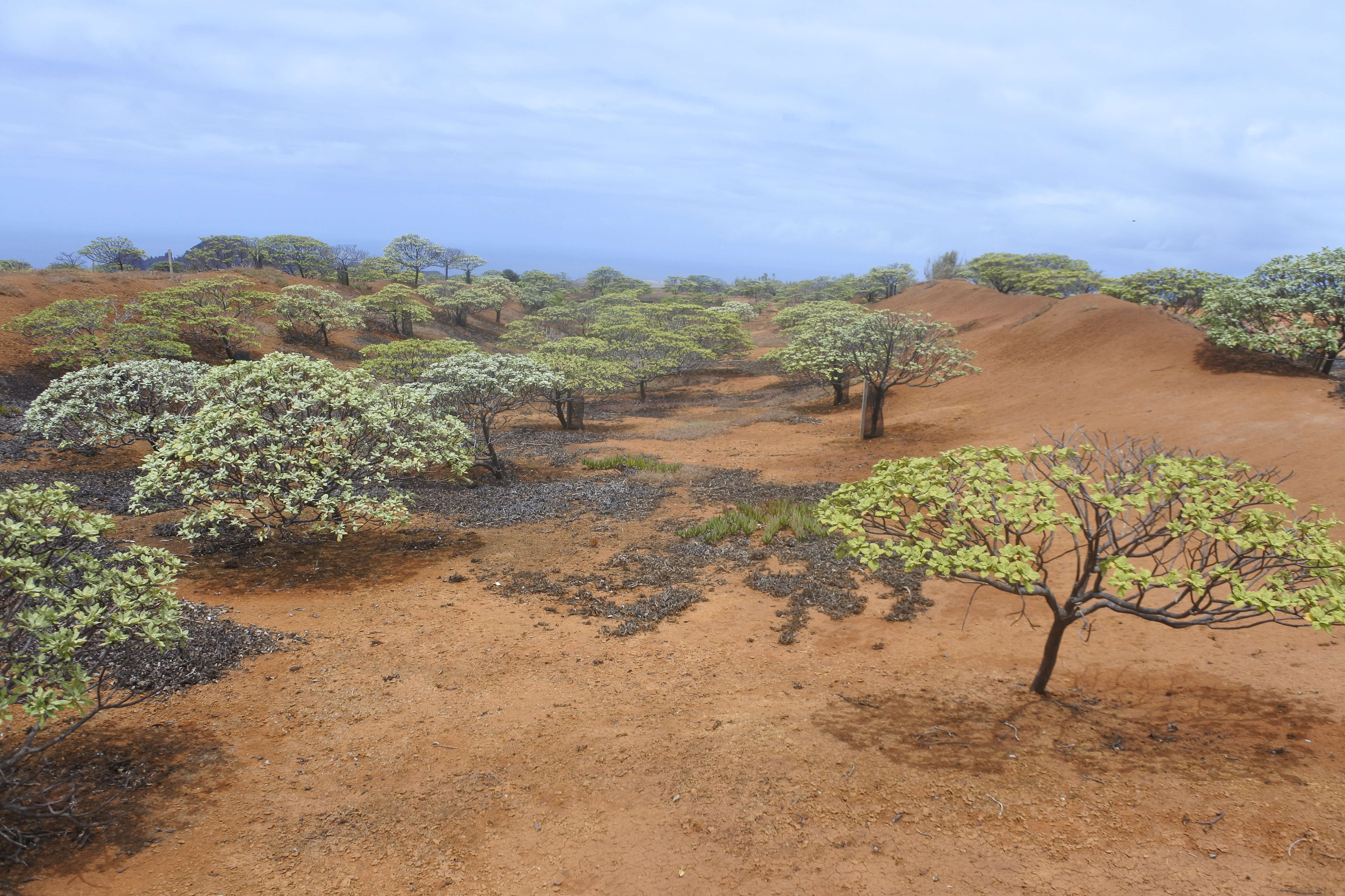 Image of St Helena gumwood