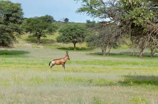 Image of Hartebeest