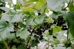 Image of Black Currant