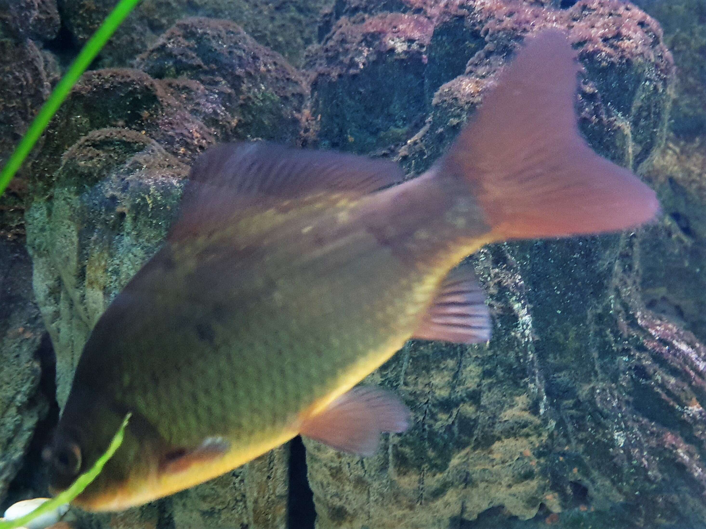 Image of Crucian Carp