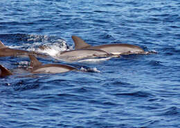 Image of Long-beaked Dolphin