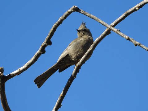 Image of Phainopepla Baird & SF 1858