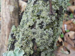 Image of rosette lichen