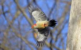 Image of Red-bellied Woodpecker