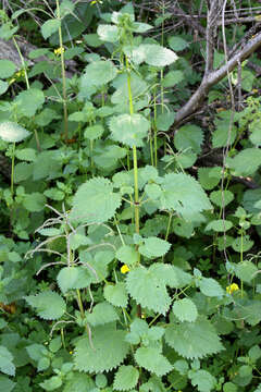 Image of Common Nettle