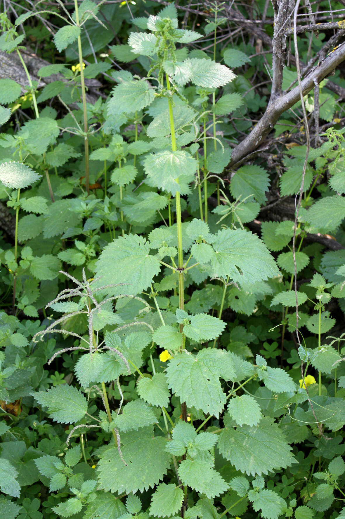 Image of Common Nettle