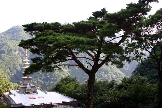 Image of Japanese Red Pine