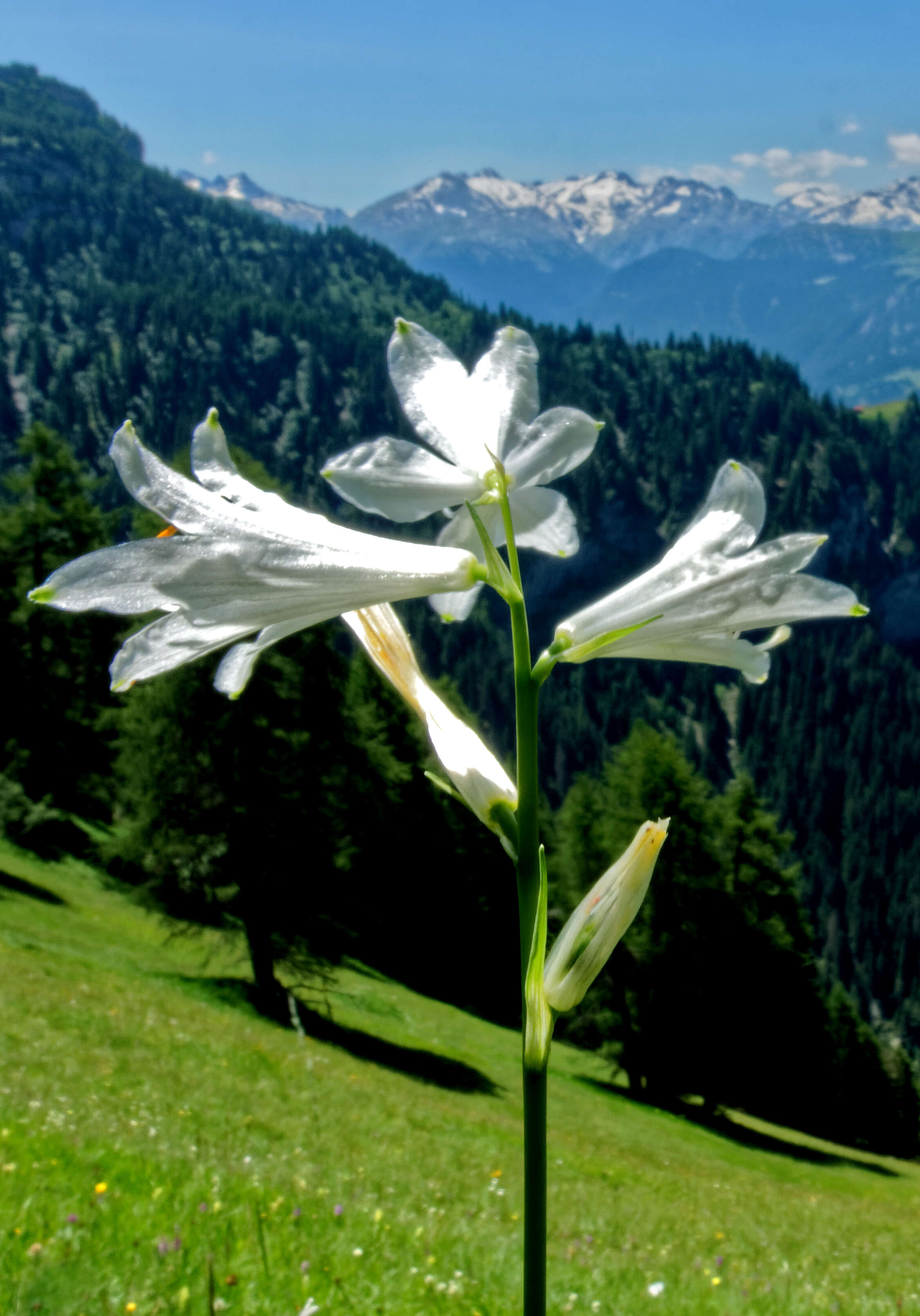 Image of St. Bruno's Lily