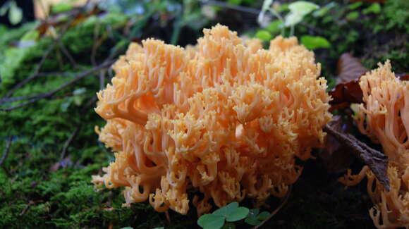 Ramaria formosa (Pers.) Quél. 1888 resmi