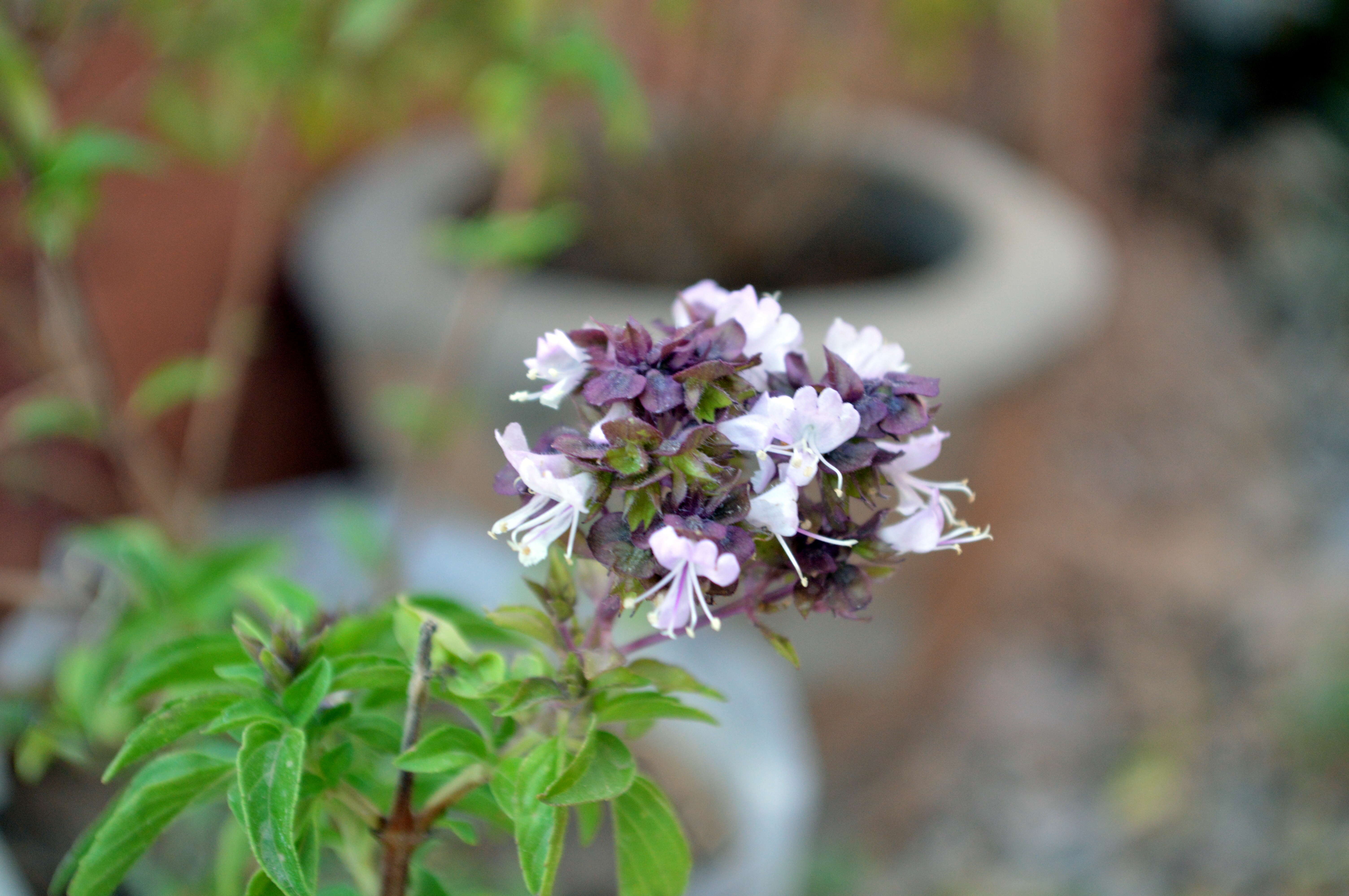 Image of sweet basil