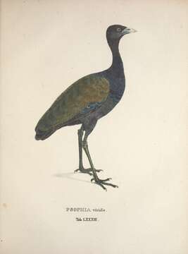 Image of Dark-winged Trumpeter