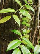 Image of Marcgravia umbellata L.