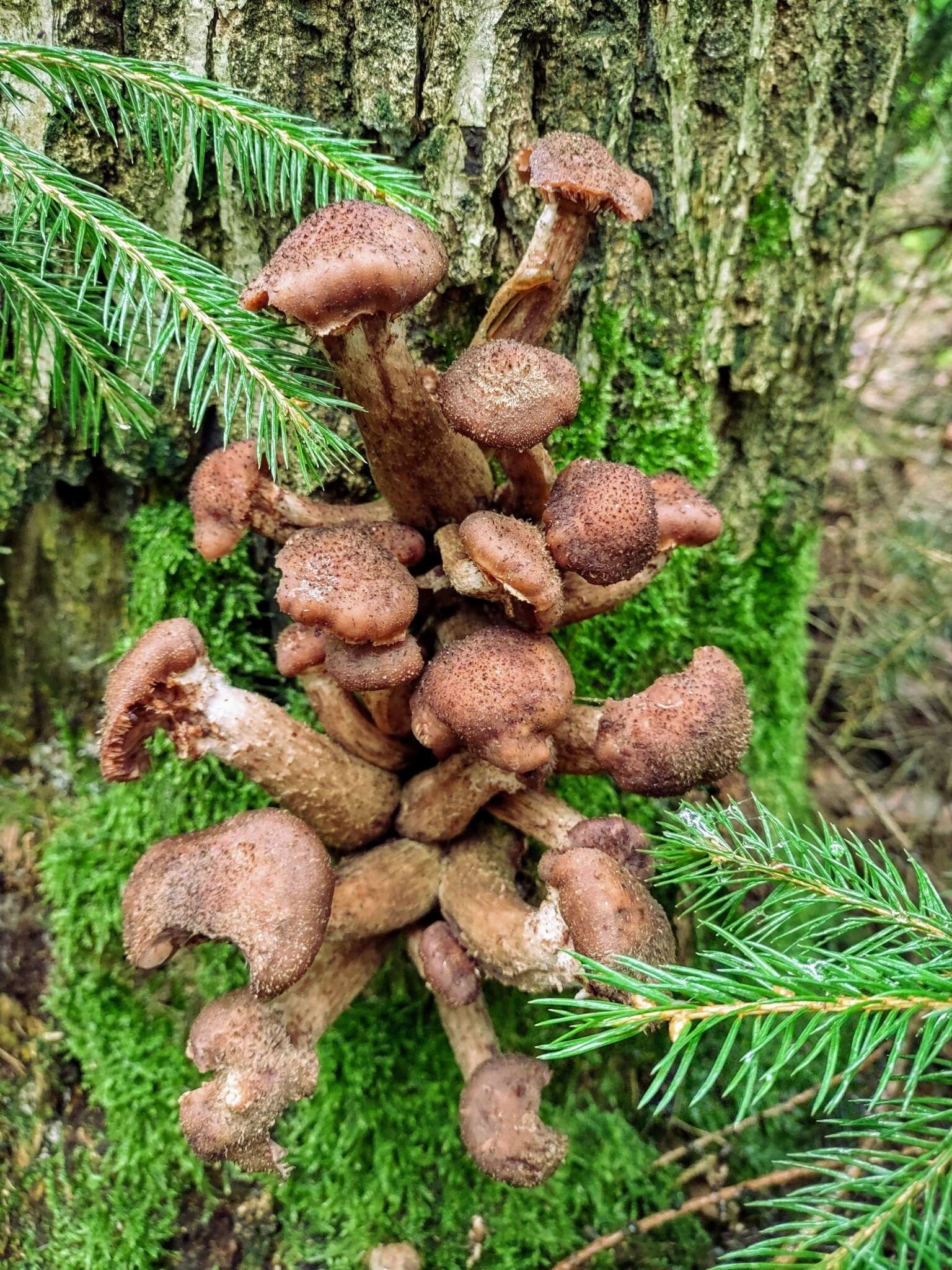 Image of Armillaria ostoyae (Romagn.) Herink 1973