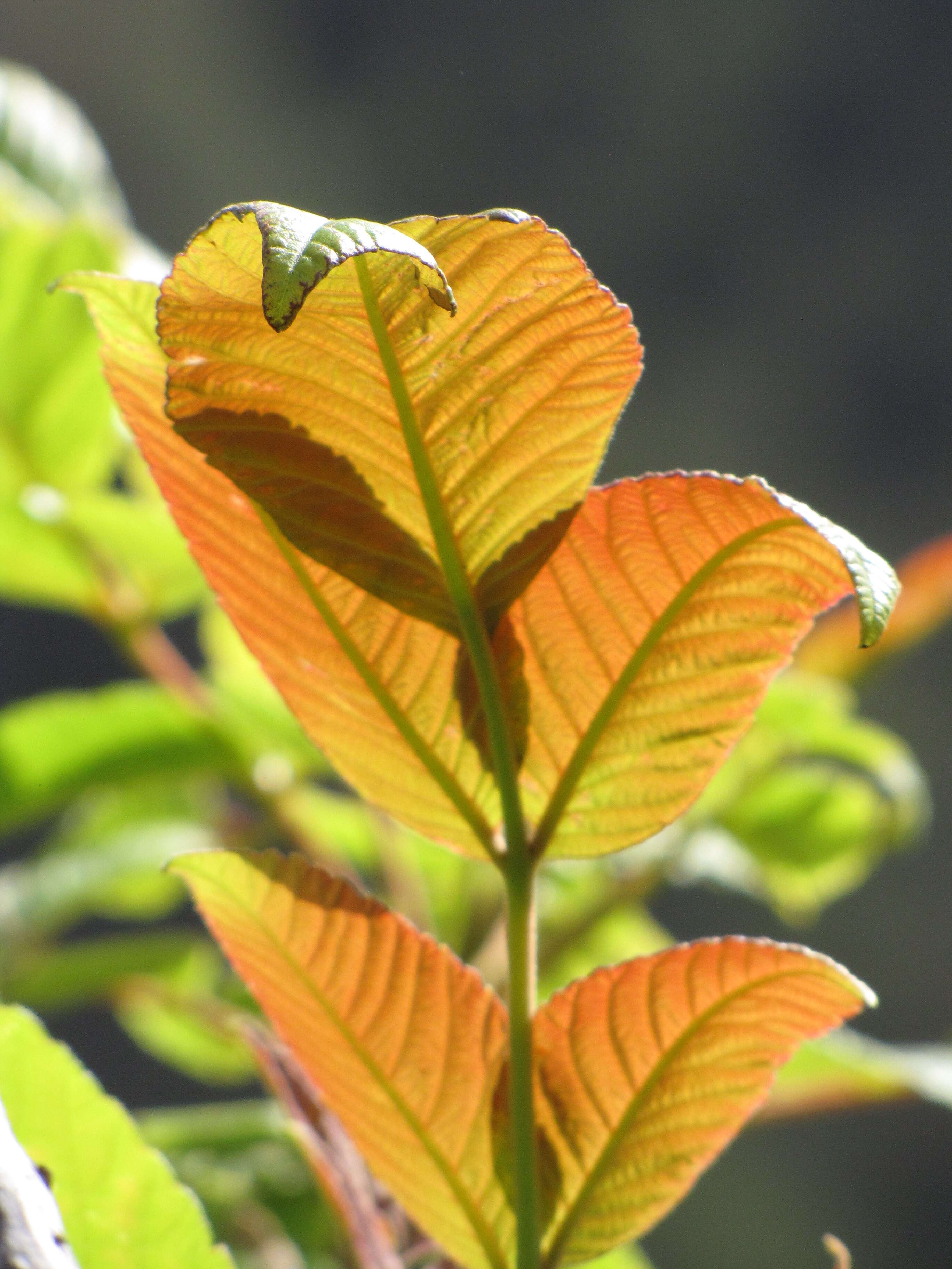 Sivun Rhus sandwicensis A. Gray kuva