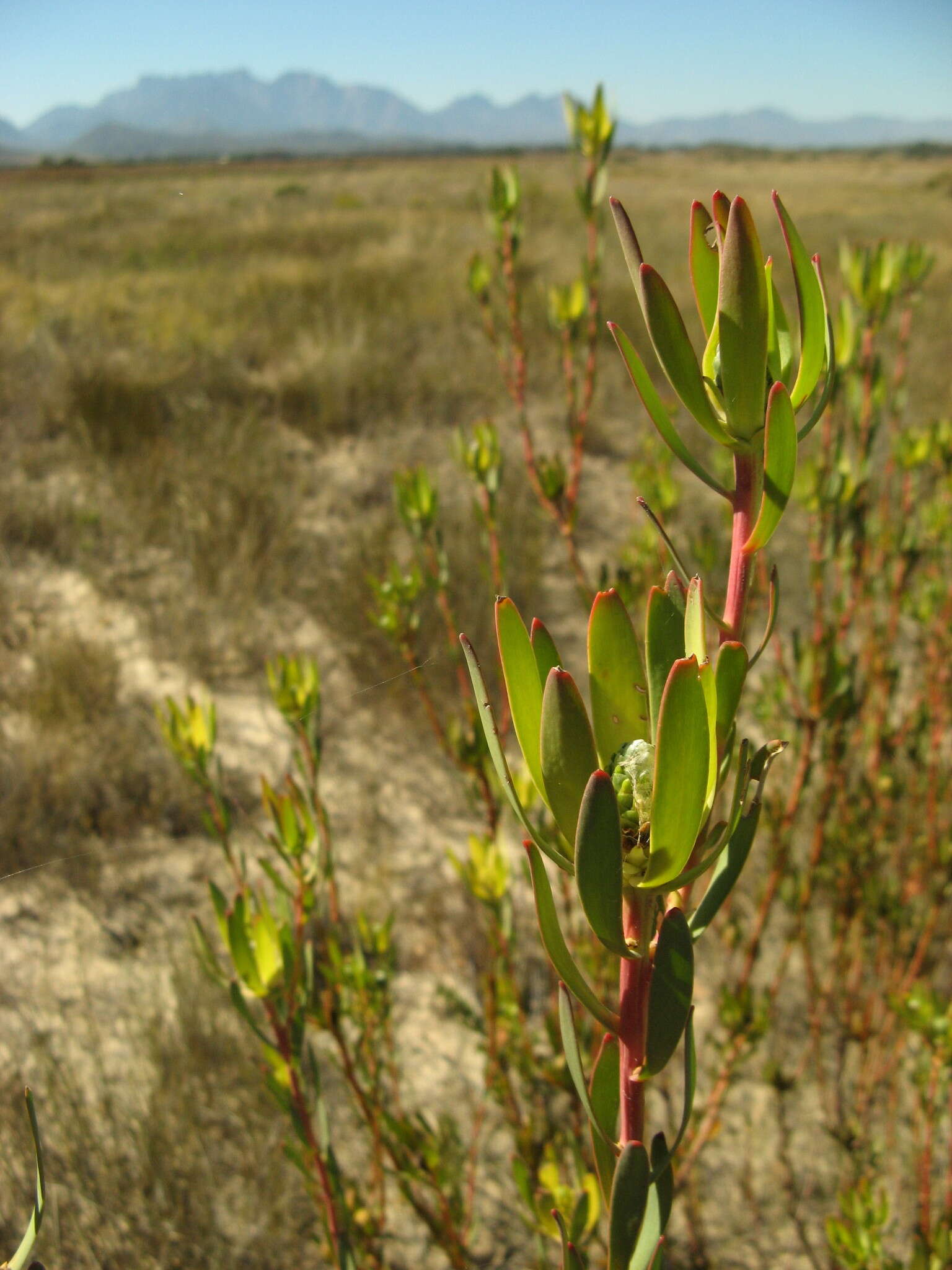 Image de Leucadendron flexuosum I. Williams