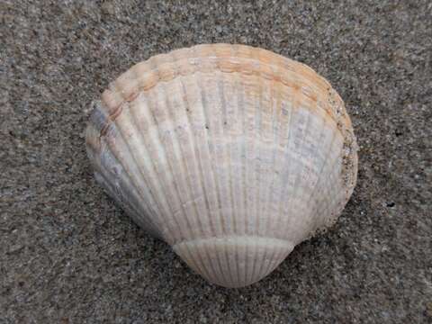 Image of Common cockle