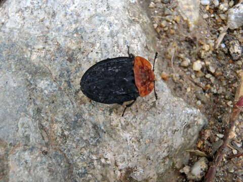 Image of Red-breasted Carrion Beetle