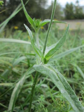 Слика од Knautia arvensis (L.) Coulter