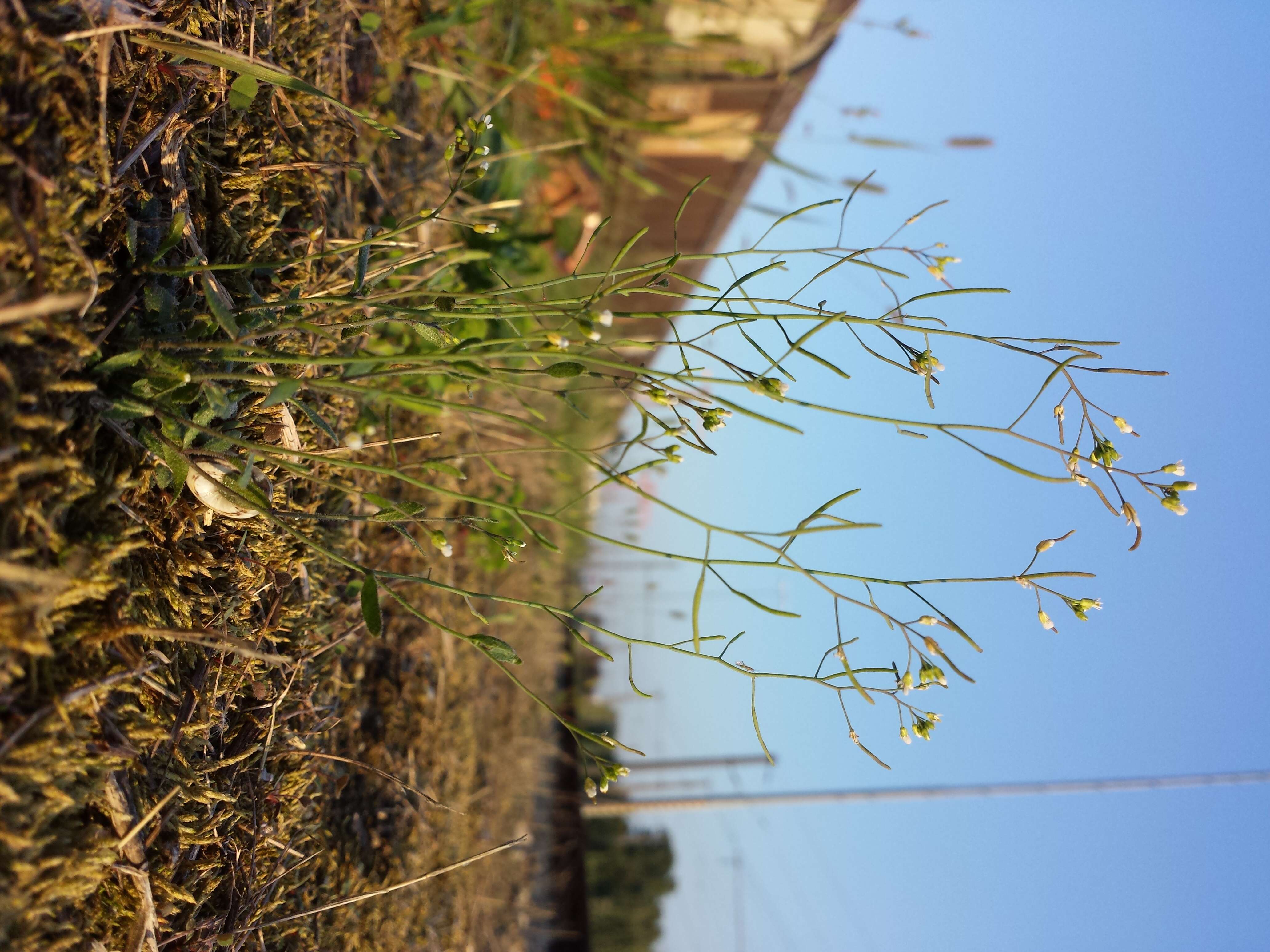 Image of Mouse-ear Cress