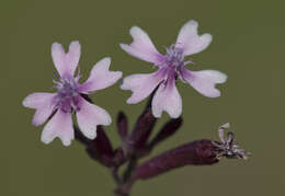 Silene aegyptiaca (L.) L. fil.的圖片