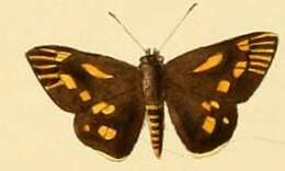 Image of Ampittia capenas Hewitson 1868