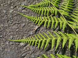 Image of swordfern