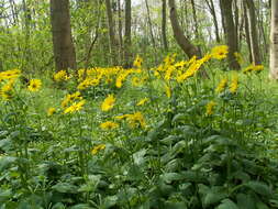 Imagem de Doronicum orientale Hoffm.