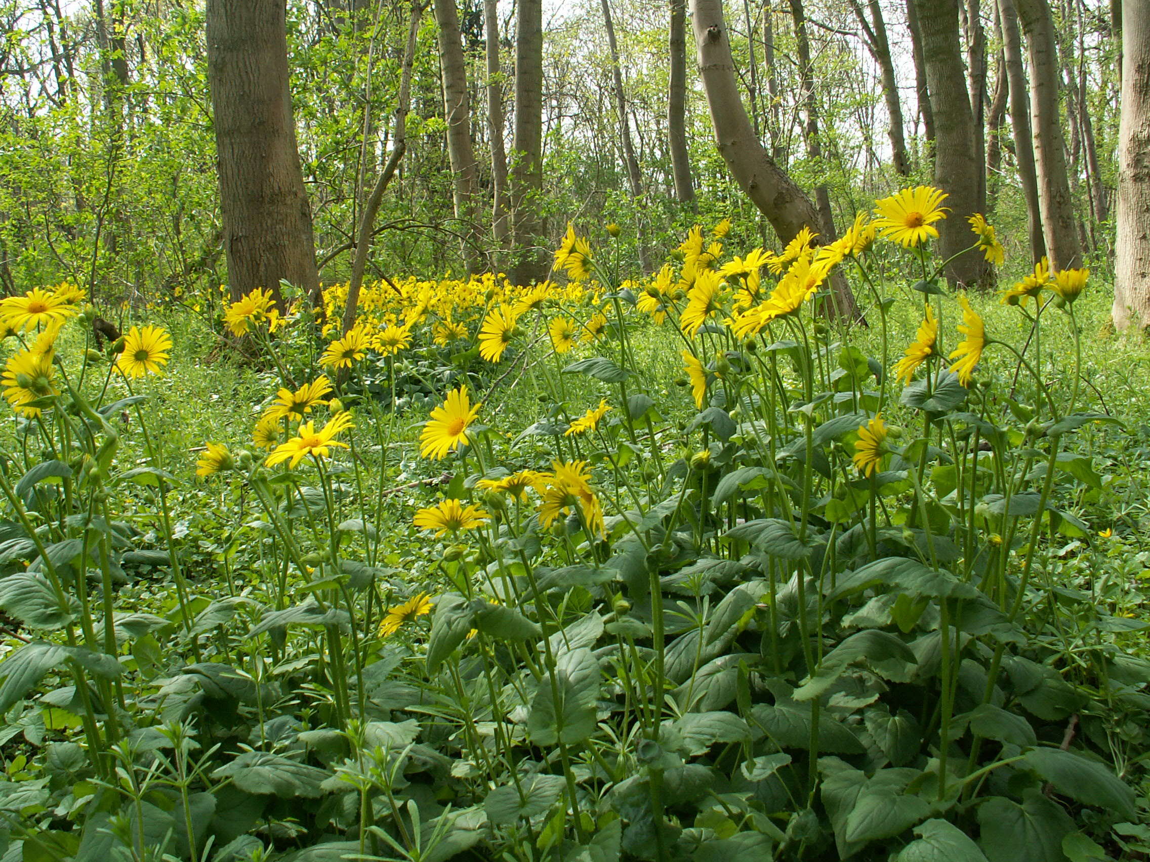 Imagem de Doronicum orientale Hoffm.