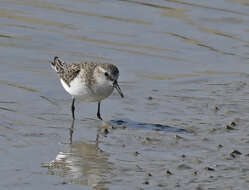 Plancia ëd Calidris minuta (Leisler 1812)