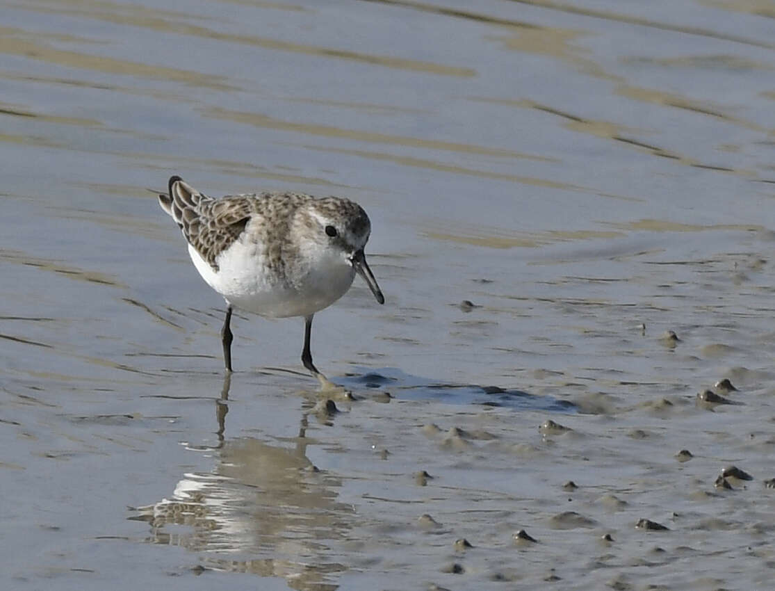 Plancia ëd Calidris minuta (Leisler 1812)