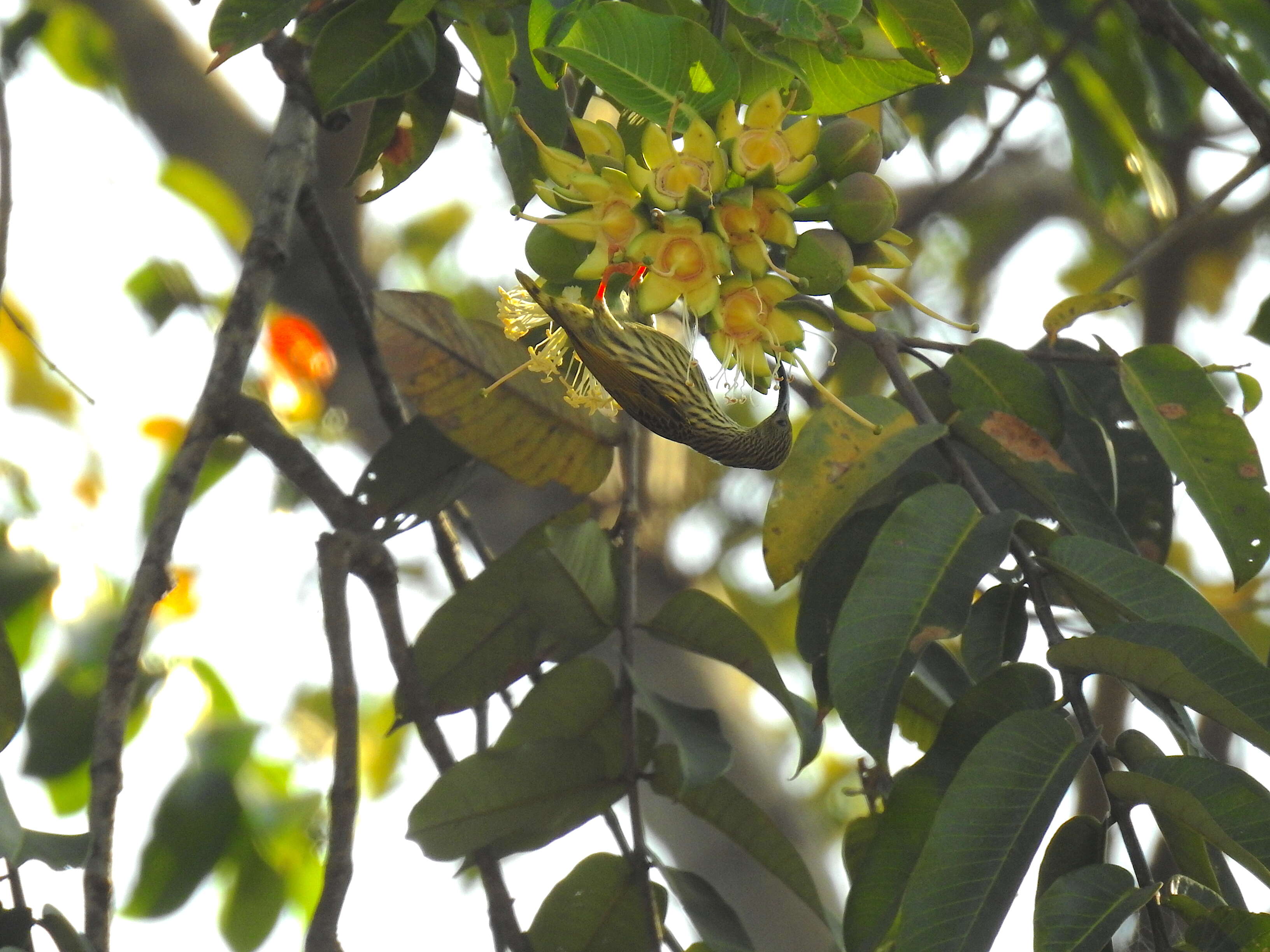 Duabanga grandiflora (Roxb. ex DC.) Walp. resmi