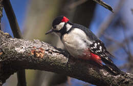 Image of Great Spotted Woodpecker