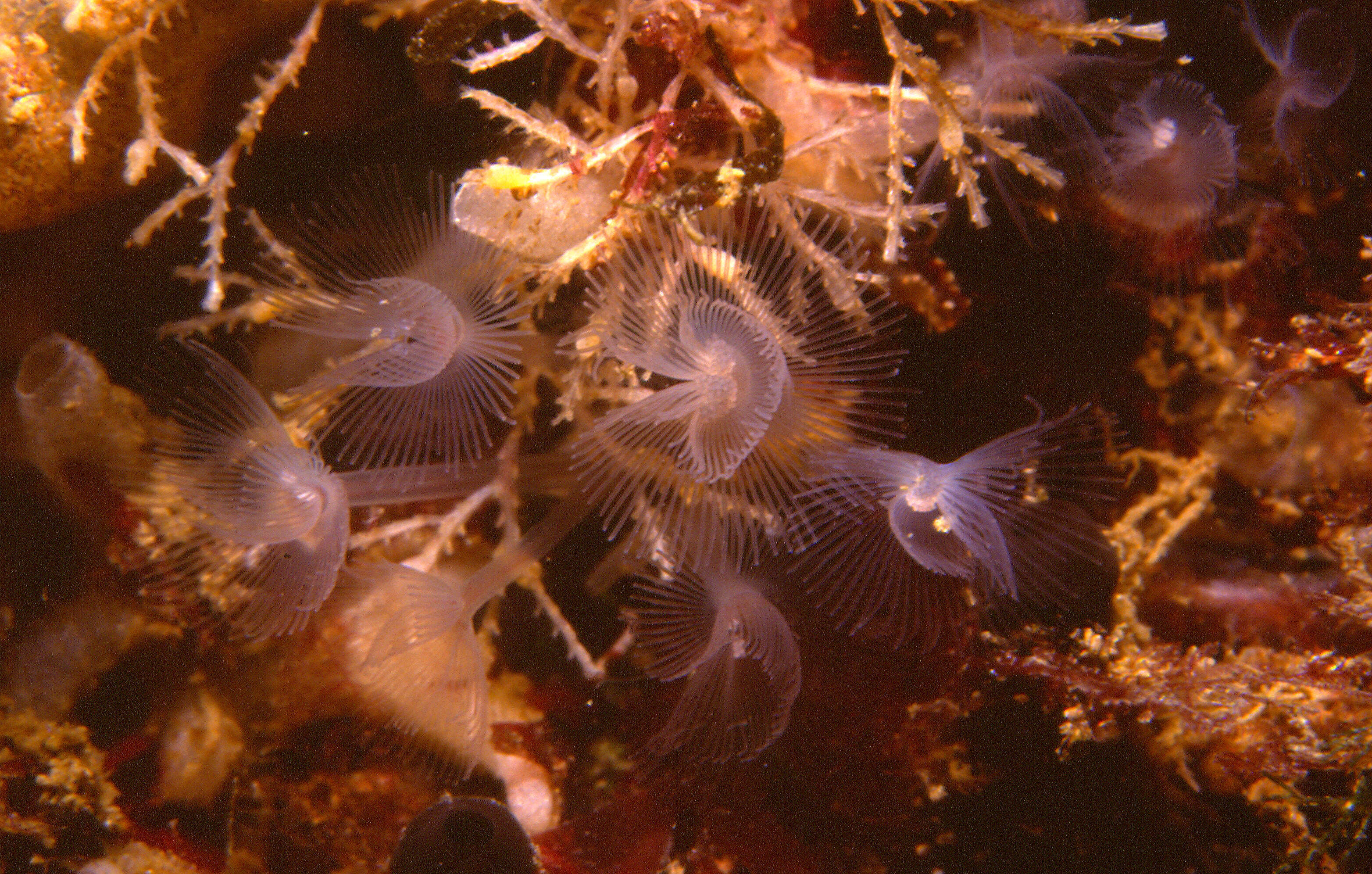 Image of Phoronid