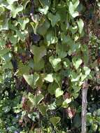 صورة Aristolochia elegans Mast.