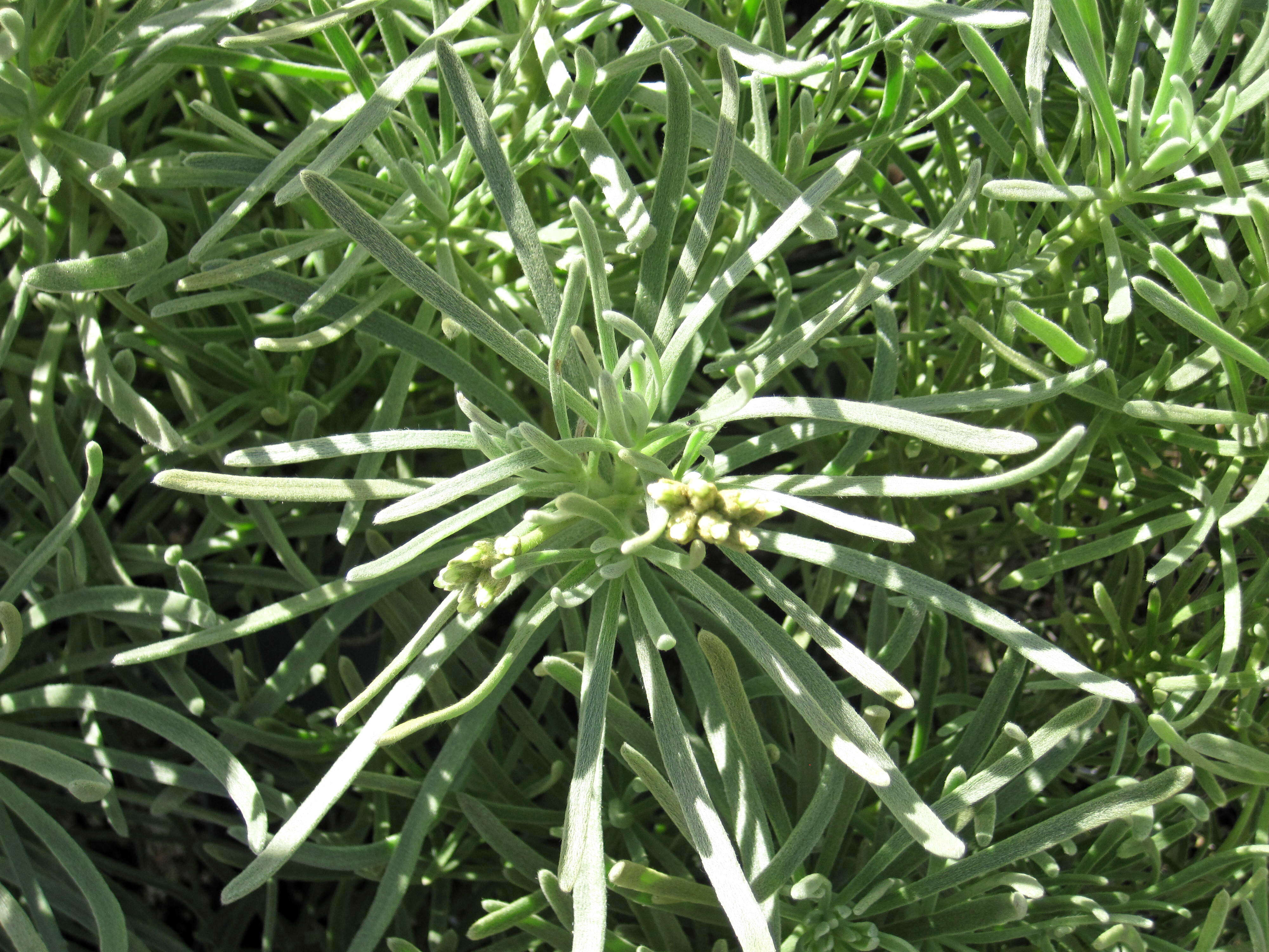 Image of sea rosemary